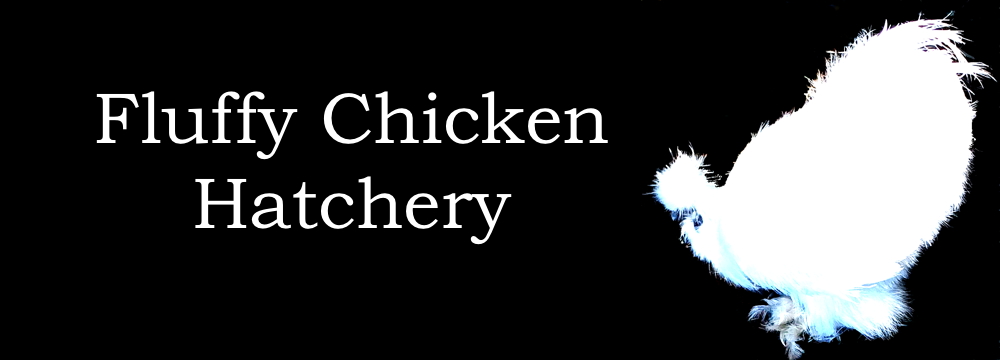 Fluffy Chicken Hatchery