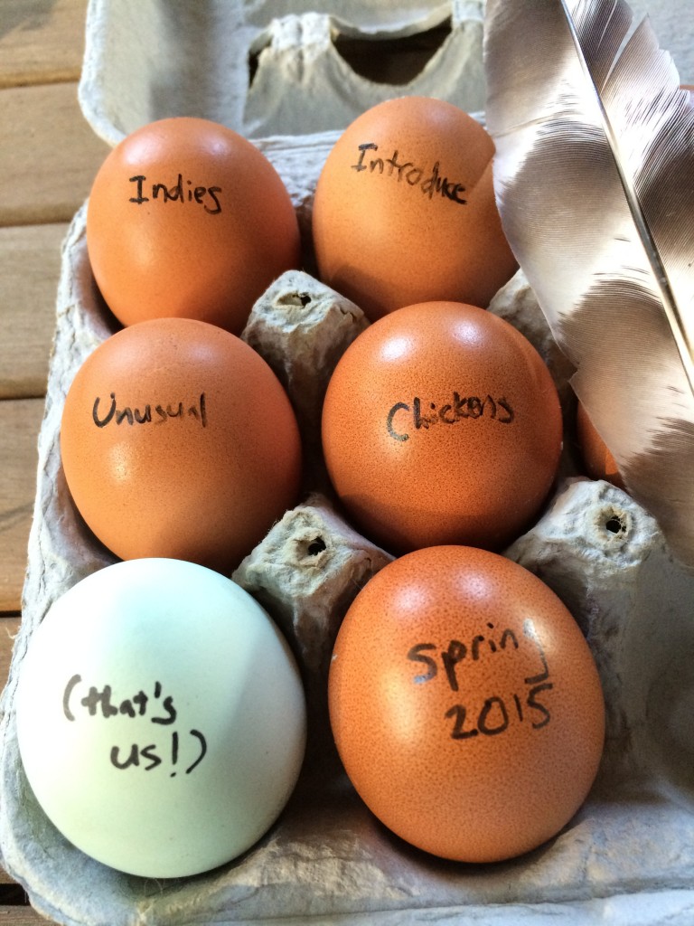 unusual chickens for the exceptional poultry farmer unusual chickens for the exceptional poultry farmer