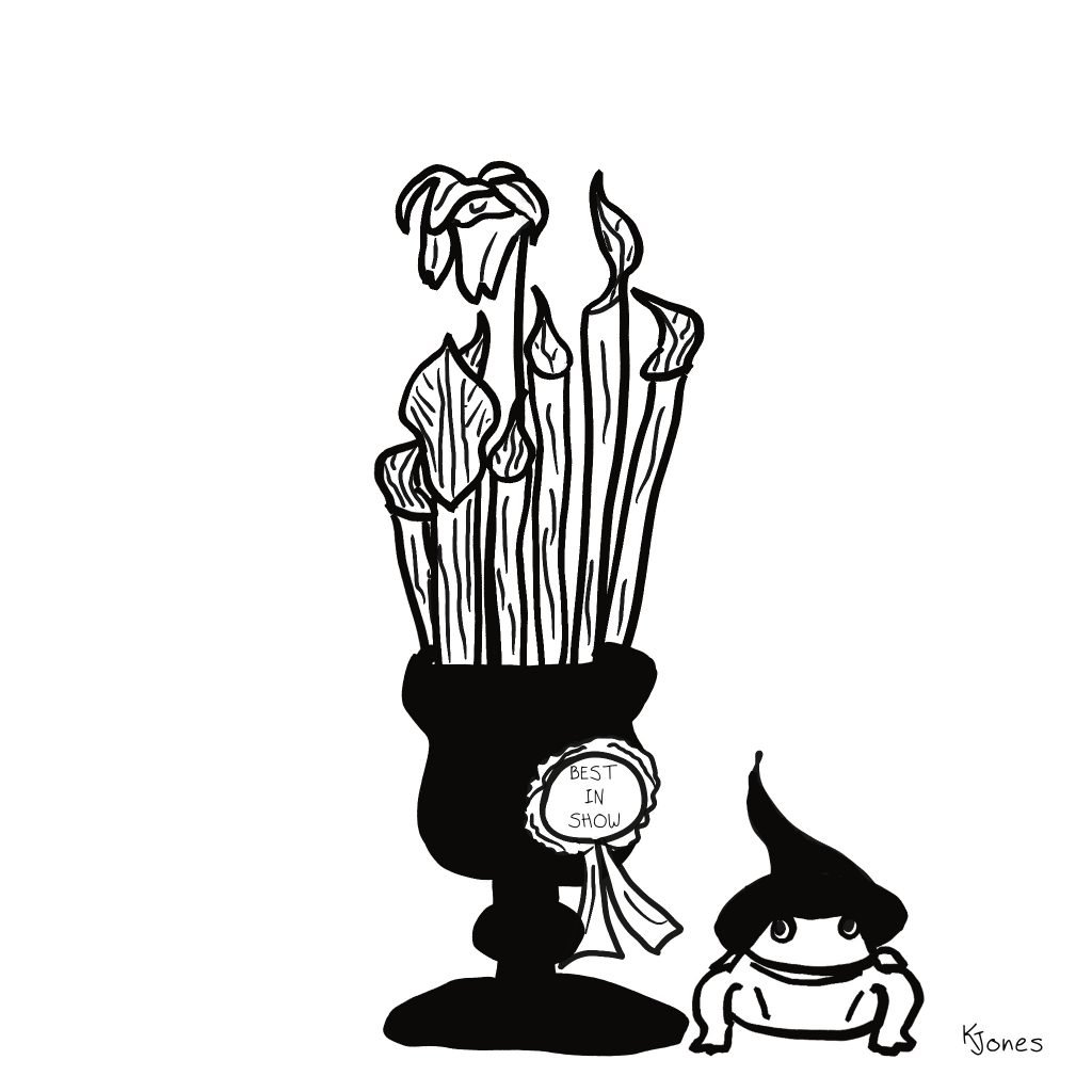 A black and white illustration of a frog in a witch's hat, sitting next to a black urn planted with blooming pitcher plants (Sarracenia species). The urn has a prize ribbon labeled "best in show." The frog is looking up at the ribbon with a smile. Panel 1 by Kelly Jones for the Bewitched Bog prompt, part of Drawtober 2022.