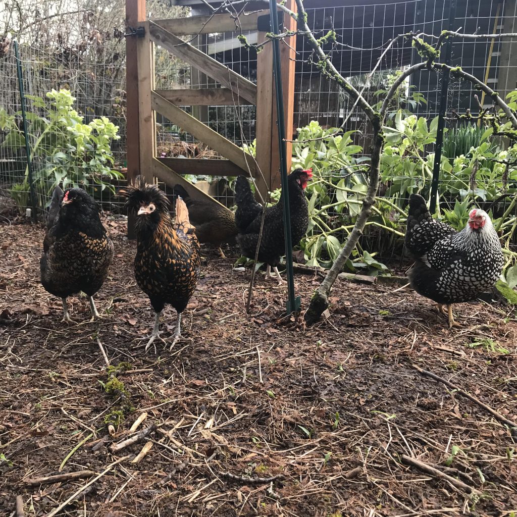 Five hens stand in a garden, watching the camera.