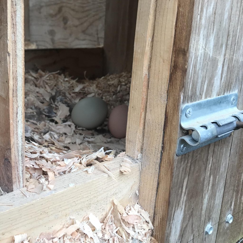 A glimpse through the open door of a henhouse nestbox, with wood shavings, a brown egg, and an olive green egg inside.